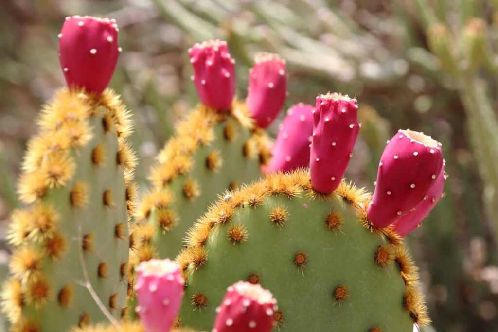 tunas en un nopal