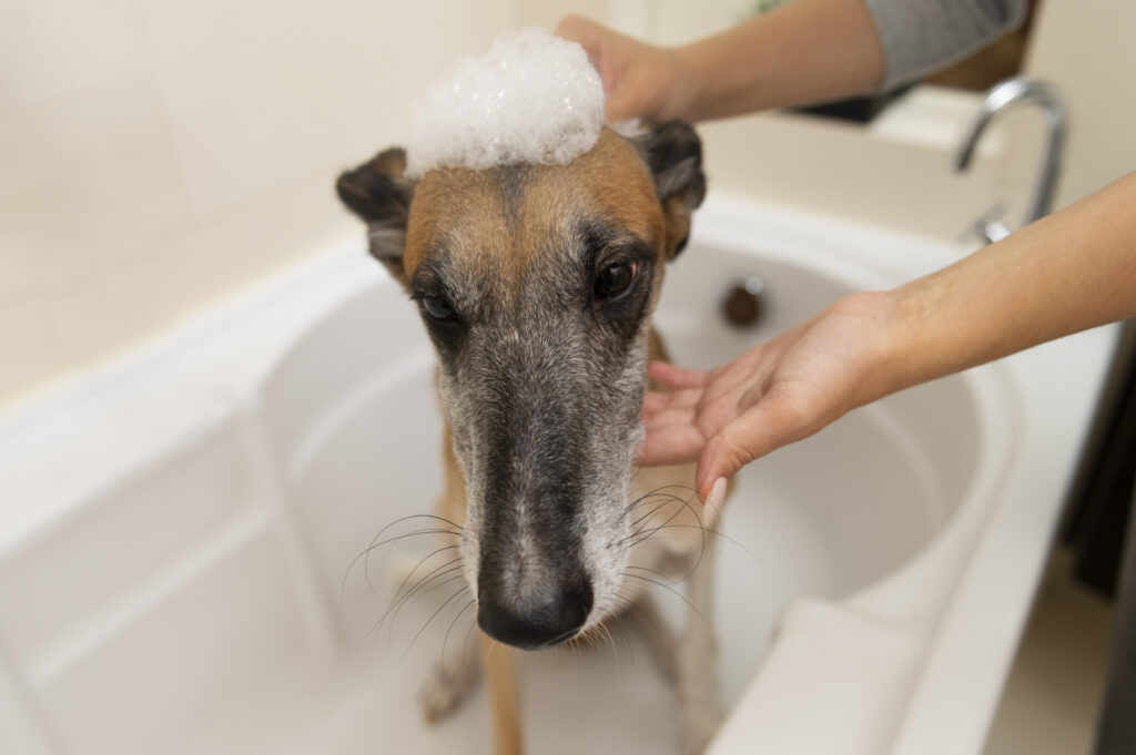 Mujer bañando a un perro galgo en tina blanca aplicando espuma suave de jabón para perros natural.