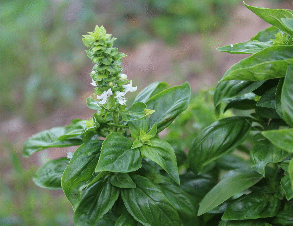 Primer plano de una planta de albahaca verde con una espiga de pequeñas flores blancas floreciendo en la parte superior.