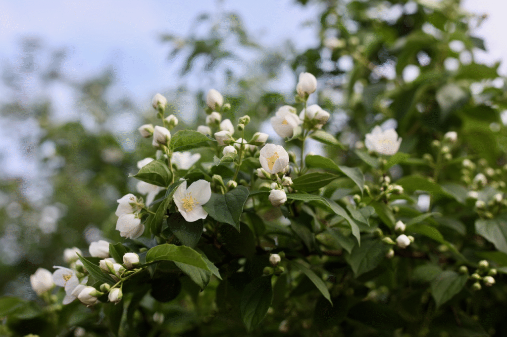Rama de arbusto con múltiples flores blancas de cuatro pétalos y centros amarillos frente a un cielo desenfocado.