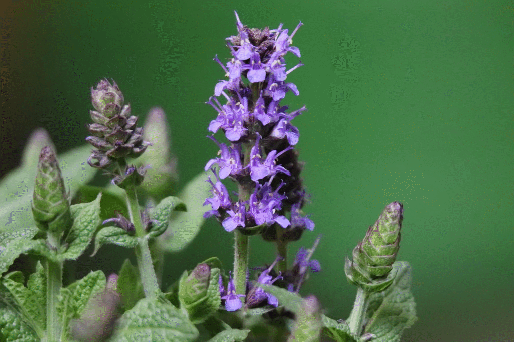 Planta de salvia officinalis en floración con pétalos morados mostrando sus propiedades medicinales naturales.