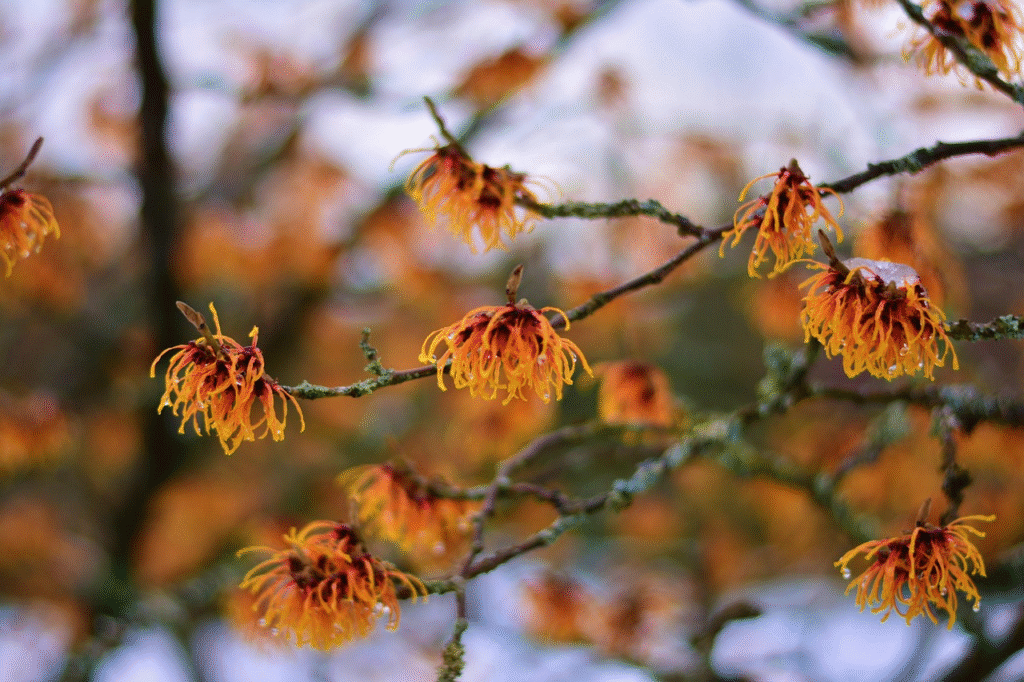 Primer plano de flores de Hamamelis con pétalos delgados y rizados en color naranja y rojo creciendo en ramas desnudas con gotas de agua.