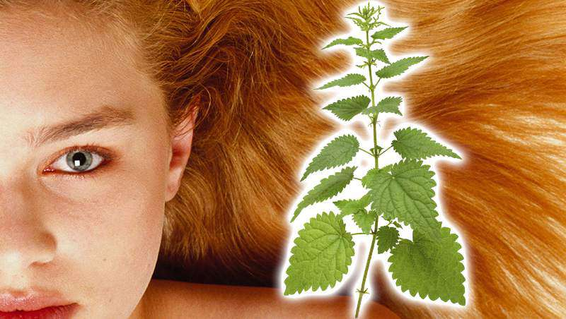 Composición que muestra el rostro de una mujer joven con cabello cobrizo junto a una planta de ortiga verde resaltada para ilustrar tratamientos capilares naturales.