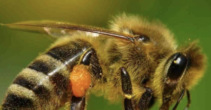 Fotografía macro de una abeja melífera con una cesta de polen naranja brillante en su pata trasera sobre un fondo verde desenfocado.