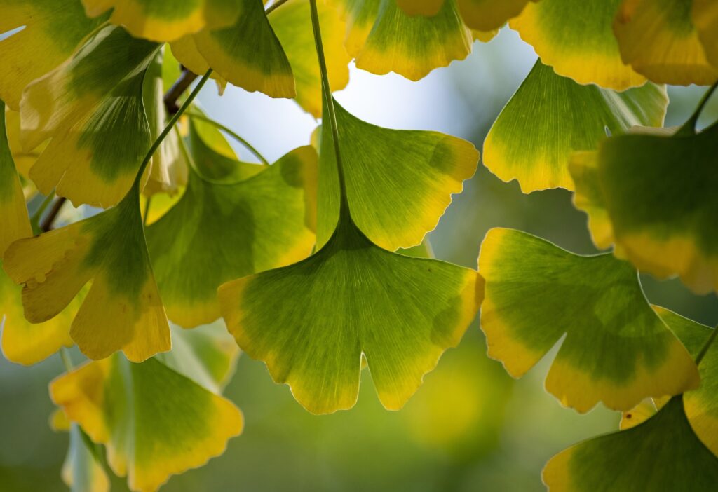 Primer plano de hojas de Ginkgo biloba en forma de abanico con bordes amarillos y centro verde bajo luz solar filtrada.