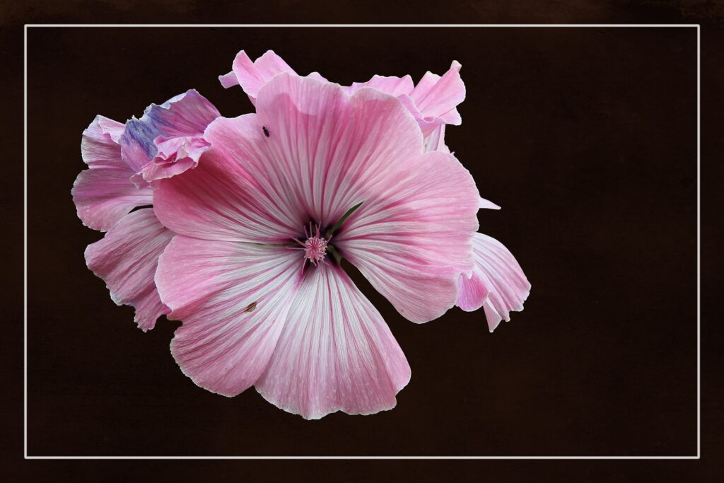 Primer plano macro de una flor de malva rosa con pétalos estriados en blanco y rosa sobre un fondo negro sólido con un marco blanco fino.