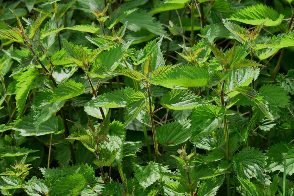 Grupo de plantas de ortiga verde (Urtica dioica) con hojas serradas y tallos vellosos creciendo bajo luz solar directa.