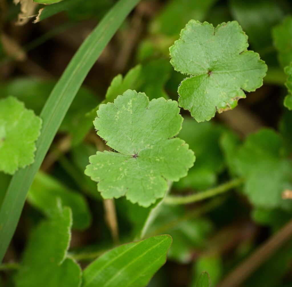 Primer plano de hojas frescas de Centella asiática para el tratamiento natural de estrías y cuidado de la piel.