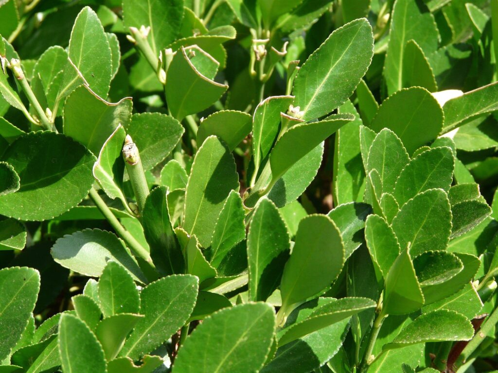 Primer plano de hojas de laurel verdes brillantes con bordes dentados bajo la luz del sol.