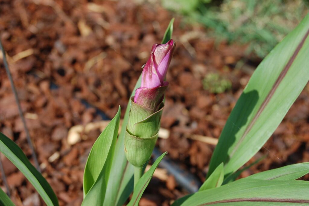 Capullo de flor de cúrcuma (Curcuma alismatifolia) en tonos púrpuras y verdes creciendo sobre un suelo con mantillo de corteza.